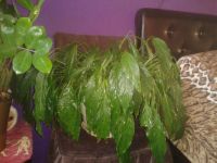 Лот: 4360388. Фото: 3. спатифиллум мелкий. Растения и животные