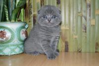 Лот: 4783254. Фото: 3. Шотландская вислоухая кошечка-куколка. Растения и животные
