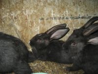 Лот: 4484820. Фото: 2. Кролики 3 месяца мальчики. Животные и уход