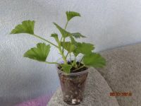 Лот: 5506757. Фото: 2. Пеларгония королевская Delli-черенок... Комнатные растения и уход