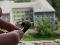 Лот: 16208724. Фото: 2. Улитка Ахатина Альбинос Детёныш. Животные и уход
