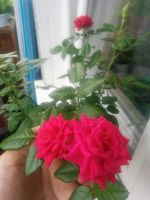 Лот: 12090769. Фото: 3. Роза миниатюрная, укорен.черенок. Растения и животные