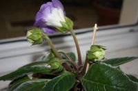 Лот: 4172668. Фото: 3. Глоксиния (цена за цветущее растение... Растения и животные