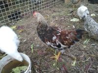Лот: 10213451. Фото: 4. петух пёстрый. Красноярск