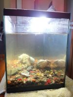 Лот: 3021974. Фото: 3. аквариум 36л. Растения и животные