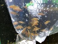 Лот: 18085502. Фото: 2. Галактика. Аквариумистика