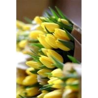 Лот: 3617091. Фото: 19. Тюльпаны к 8 МАРТА! Крупный и...
