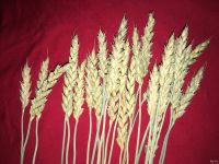 Лот: 18341881. Фото: 3. Колосья, колос пшеницы. Домашний быт