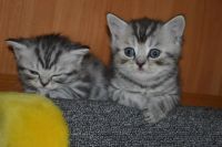 Лот: 4360142. Фото: 2. Шотландский котенок. Животные и уход