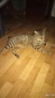 Лот: 13747244. Фото: 6. Котята Курильский бобтейл мальчик