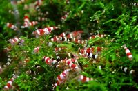 Лот: 4587868. Фото: 3. креветки красный кристалл "Red... Растения и животные