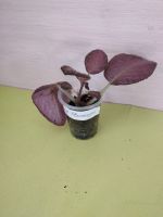 Лот: 19325620. Фото: 2. Эписция Pink Flamingo. Комнатные растения и уход