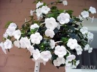 Лот: 13301541. Фото: 2. Ахименес Double Picotee Rose. Комнатные растения и уход