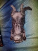 Лот: 7837532. Фото: 5. Продам шотландского вислоухого...