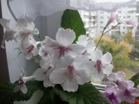 Лот: 5836362. Фото: 4. Стрептокарпус Утро в Арктике... Красноярск