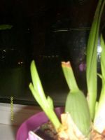 Лот: 952379. Фото: 2. Орхидея Онцидиум детка №2. Комнатные растения и уход
