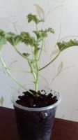 Лот: 15808298. Фото: 2. Пеларгония Королевская бордово-свекольная... Комнатные растения и уход