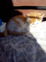 Лот: 10109893. Фото: 2. Подарю котят. Животные и уход