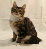 Лот: 4582456. Фото: 2. Котята курильского бобтейла. Животные и уход