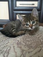 Лот: 8218468. Фото: 3. Кошечка милашка! Забрали... Растения и животные