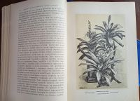 Лот: 25804918. Фото: 10. М.Гесдёрфер. Комнатное садоводство...