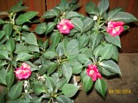 Лот: 5495844. Фото: 2. бальзамин (ванька мокрый). Комнатные растения и уход