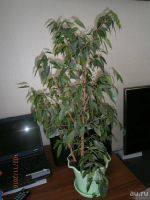 Лот: 8554787. Фото: 2. Фикус пятнистый. Комнатные растения и уход