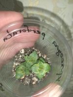 Лот: 9477665. Фото: 3. крассула Crassula perforata Variegata. Растения и животные