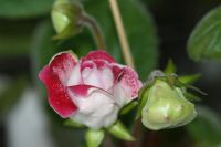 Лот: 3175664. Фото: 6. Глоксиния 26