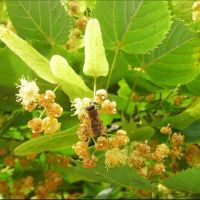 Лот: 9598548. Фото: 2. Липа крупнолистная (Tilia platyphyllos... Семена, рассада, садовые растения
