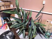 Лот: 20664466. Фото: 2. Цветы. Комнатные растения и уход