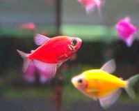 Лот: 21424971. Фото: 4. Тернеция Красная GloFish 2-2,5... Красноярск