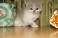 Лот: 4264959. Фото: 3. Шотландский прямоухий котик. Растения и животные