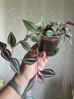 Лот: 11778059. Фото: 2. Традесканция 3. Комнатные растения и уход