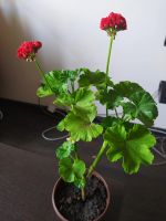 Лот: 19486606. Фото: 2. Пелагония Герань. Комнатные растения и уход