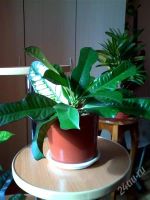 Лот: 2592789. Фото: 2. Кротон Кодиеум. Комнатные растения и уход