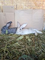 Лот: 25647217. Фото: 6. Кролик Шиншилла платинум