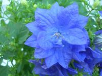 Лот: 2847314. Фото: 2. Колокольчик синий махровый цветущий. Комнатные растения и уход