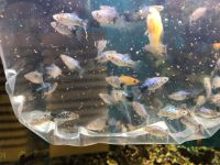 Лот: 16094298. Фото: 8. Пицилия голубая