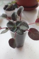 Лот: 4006498. Фото: 3. Фиалка бордовая детка. Растения и животные