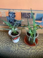 Лот: 25884660. Фото: 2. Алоэ лечебный. Комнатные растения и уход