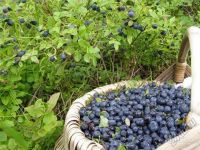 Лот: 5878783. Фото: 2. Ягода "Черника" 250 р. Продукты