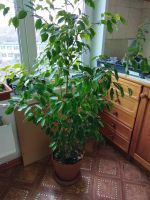 Лот: 17675945. Фото: 2. растения комнатные названий не... Комнатные растения и уход