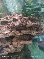 Лот: 24893013. Фото: 3. Сомики Анциструс. Растения и животные