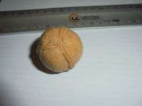 Лот: 12205149. Фото: 3. Уникальный орех грецкий 1 штука. Сувениры, подарки