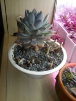 Лот: 12494800. Фото: 2. Пахиверия Драко, Pachiveria 'Draco... Комнатные растения и уход