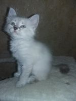 Лот: 11408818. Фото: 2. Котенок-кошечка порода "невский... Животные и уход