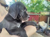 Лот: 23491725. Фото: 4. Щенок кане-корсо. Красноярск