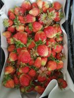 Лот: 17805062. Фото: 2. клубника. Продукты