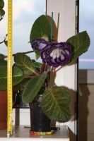 Лот: 4108541. Фото: 4. Махровая глоксиния (крупный цветок... Красноярск